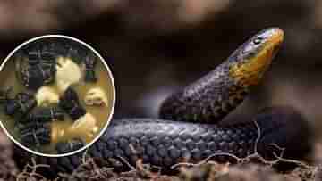 Snake Soup: শীত পড়লেই সাপের স্যুপের বিক্রি বেড়ে যায় দেদার, তবু শরীরের ক্ষতি হয় না কেন?