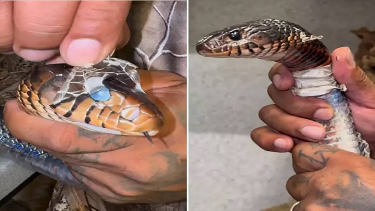 সাপ নিজে নয়, সাপের খোসা ছাড়ালেন এই যুবক; ভয়ঙ্কর ভিডিয়ো ভাইরাল