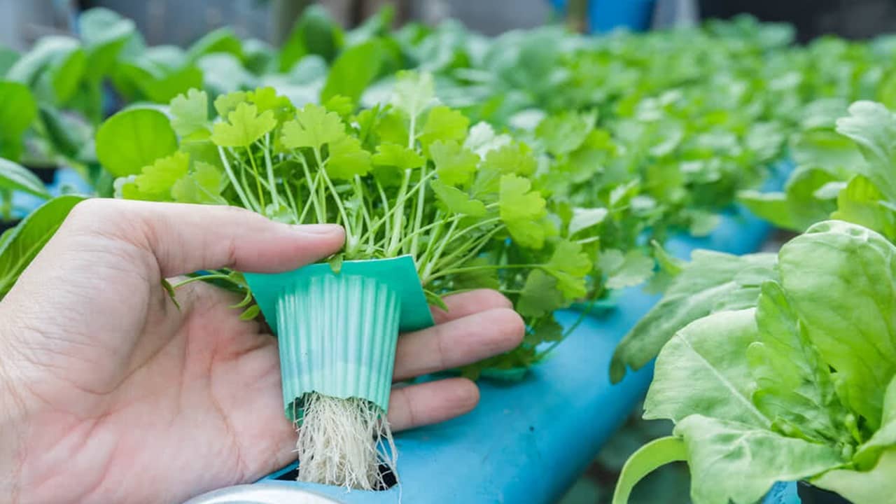 ফসল ফলাতে লাগবে না জমির মাটি, পুষ্টি ভরা ইলেকট্রিক মাটি তৈরি করলেন বিজ্ঞানীরা