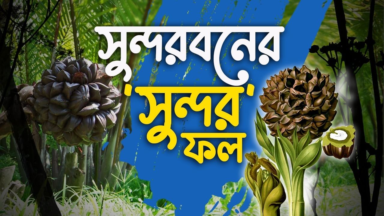 Sundarbans Fruit: সুন্দরবনে তো গিয়েছেন, কিন্তু চেখেছেন এই ফল?