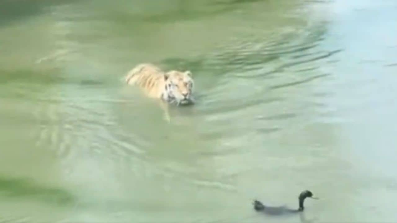 Video: শিকার করতে আসা বাঘকে বোকা বানিয়ে দিল হাঁস, দেখুন ভিডিয়ো