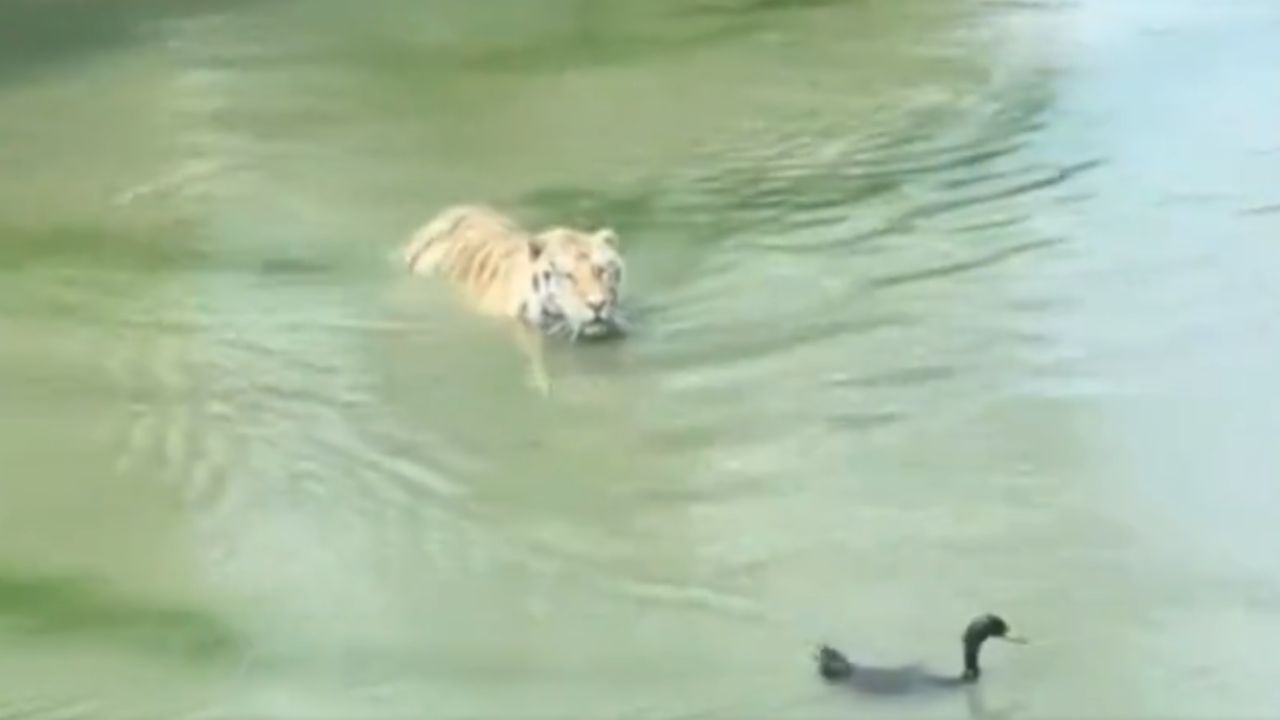 Video: শিকার করতে আসা বাঘকে বোকা বানিয়ে দিল হাঁস, দেখুন ভিডিয়ো