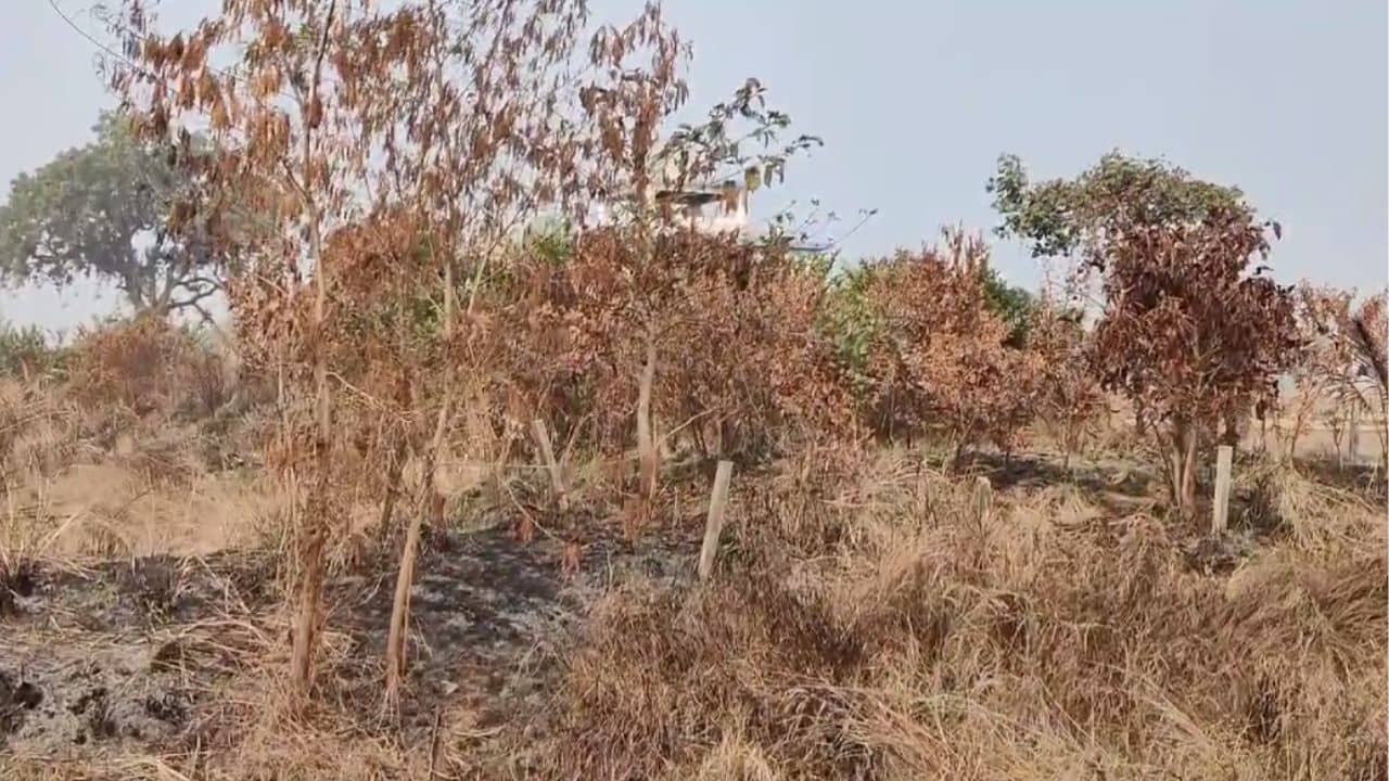 Goghat Tree: পুড়িয়ে দেওয়া হচ্ছে একের এক বড় গাছ, সবুজ ধ্বংসে ক্ষোভ উগরে দিলেন পরিবেশপ্রেমীরা