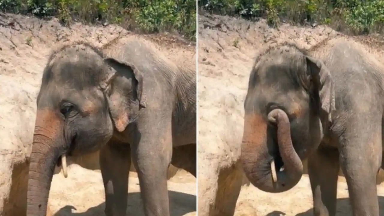 Viral Video: কান্না নাকি চোখ জ্বালা? হাতির চোখ কচলানোর ভিডিয়ো দেখে নেটপাড়ায় প্রশ্ন