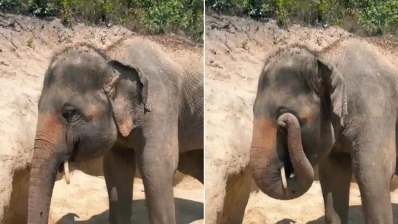 Viral Video: কান্না নাকি চোখ জ্বালা? হাতির চোখ কচলানোর ভিডিয়ো দেখে নেটপাড়ায় প্রশ্ন Viral Video: কান্না নাকি চোখ জ্বালা? হাতির চোখ কচলানোর ভিডিয়ো দেখে নেটপাড়ায় প্রশ্ন