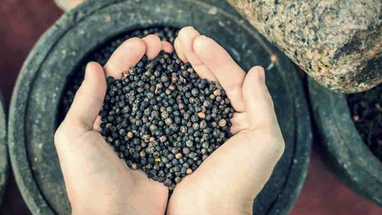 Tips of Black Pepper: কালো গোলমরিচের এই টিপস মেনে চললে পাল্টে যাবে জীবন দর্শনটাই! Tips of Black Pepper: কালো গোলমরিচের এই টিপস মেনে চললে পাল্টে যাবে জীবন দর্শনটাই!