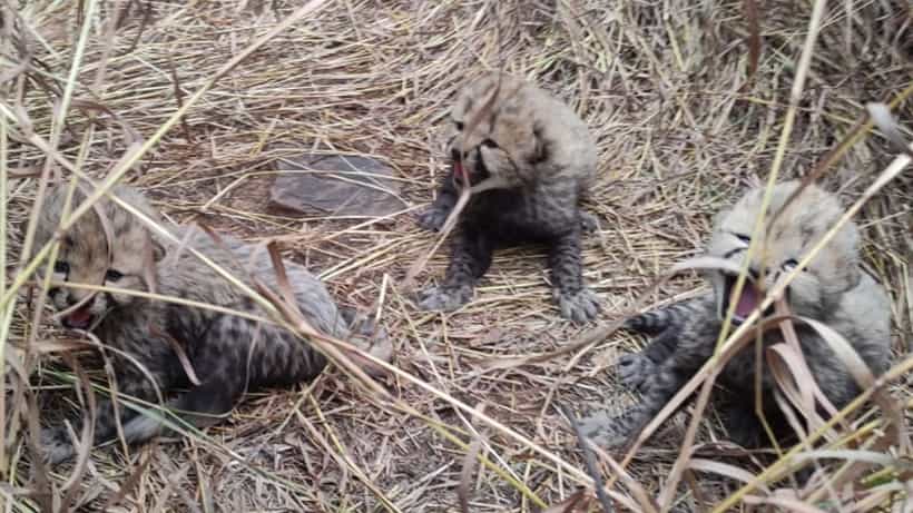 Cheetah Cub Birth: নতুন বছরেই এল অতিথি, কুনোর জঙ্গল দাপাবে খুদে ৩ চিতা শাবক, দেখুন তাদের...