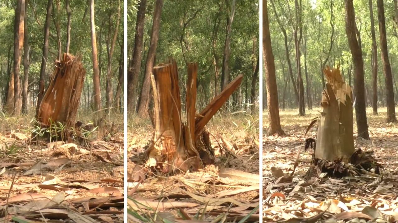 Forest Department: 'বিটবাবু পয়সা নেন, গাড়ি ছাড়েন', জঙ্গল কেটে সাফ, আবার প্রশ্নের মুখে বালুর বন দফতর