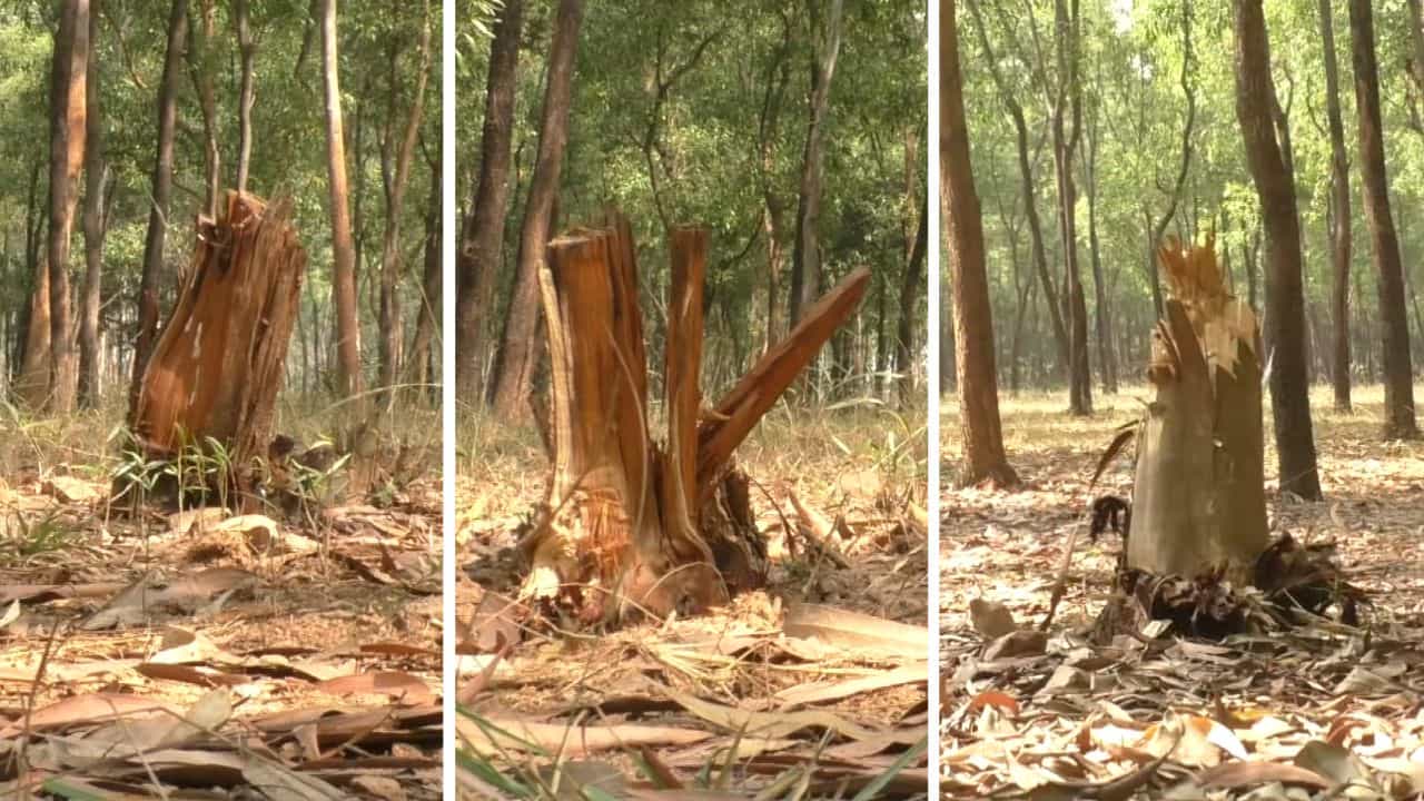 Forest Department: 'বিটবাবু পয়সা নেন, গাড়ি ছাড়েন', জঙ্গল কেটে সাফ, আবার প্রশ্নের মুখে বালুর বন দফতর Forest Department: 'বিটবাবু পয়সা নেন, গাড়ি ছাড়েন', জঙ্গল কেটে সাফ, আবার প্রশ্নের মুখে বালুর বন দফতর