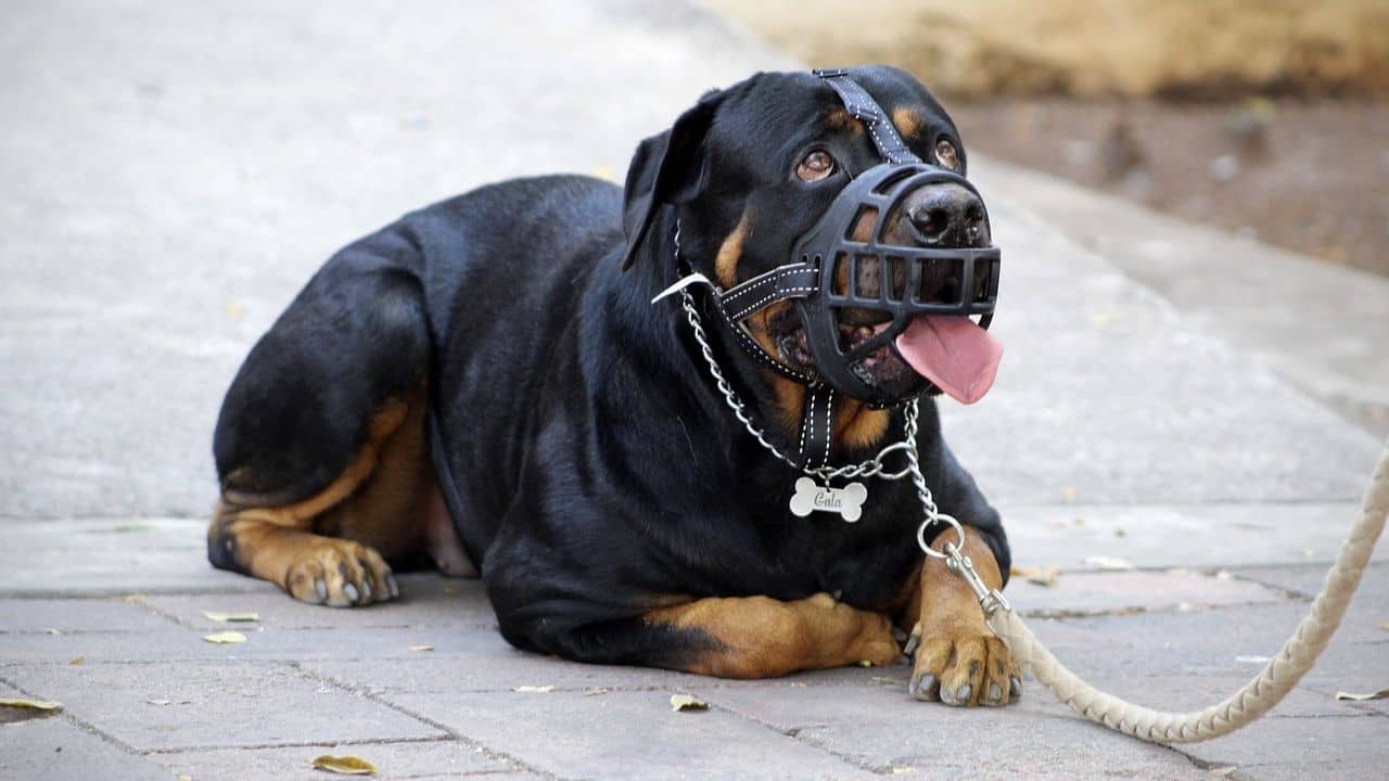 Dog Attack: যেন নেকড়ে, নিজের মনিবকেই খুবলে খেল ক্ষুধার্ত রটওয়েলার, শরীরে ৬০ ক্ষত