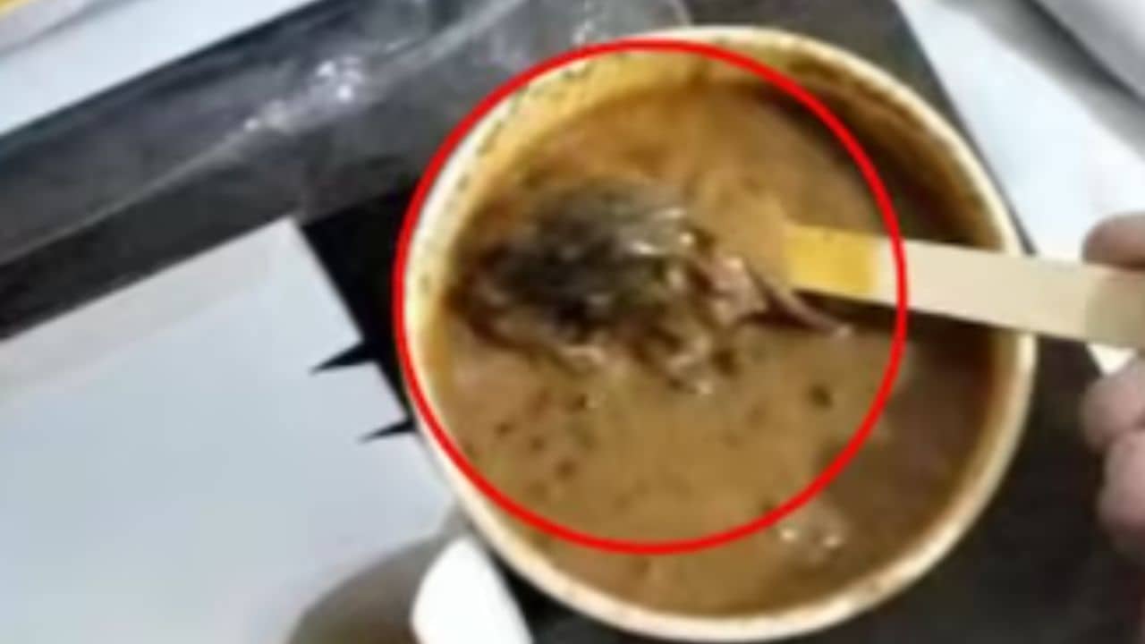 Rat in Food: নামী রেস্তোরাঁয় ভেজ থালি অর্ডার করে পেলেন আস্ত ইঁদুর! পেটে যেতেই ভয়ঙ্কর হাল যুবকের