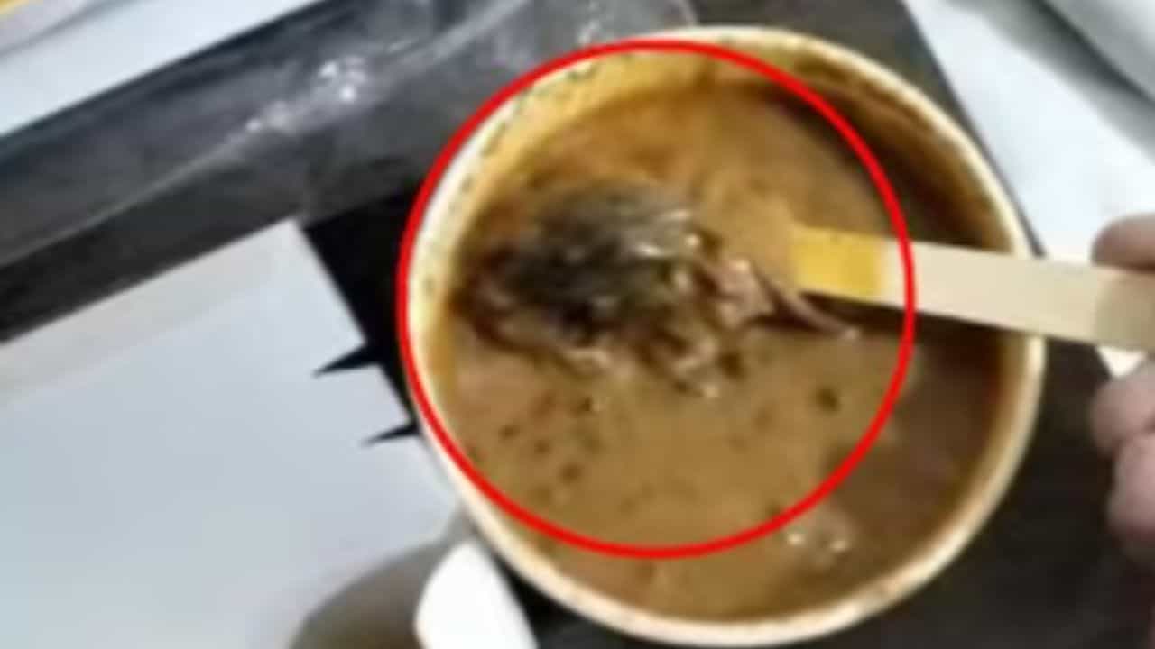 Rat in Food: নামী রেস্তোরাঁয় ভেজ থালি অর্ডার করে পেলেন আস্ত ইঁদুর! পেটে যেতেই ভয়ঙ্কর হাল যুবকের Rat in Food: নামী রেস্তোরাঁয় ভেজ থালি অর্ডার করে পেলেন আস্ত ইঁদুর! পেটে যেতেই ভয়ঙ্কর হাল যুবকের