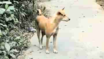 Dog Bite: একই দিনে ৬০ জনকে কুকুরের কামড়! আতঙ্কে গোটা গ্রাম