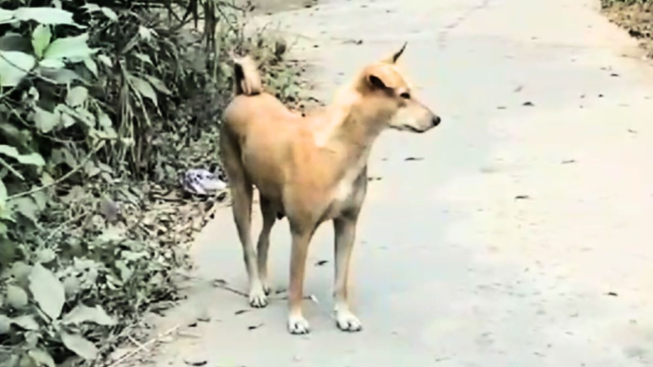 Dog Bite: একই দিনে ৬০ জনকে কুকুরের কামড়! আতঙ্কে গোটা গ্রাম