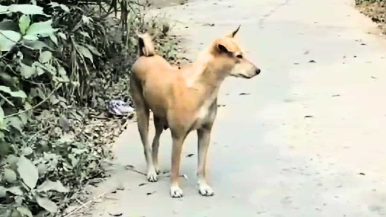 Dog Bite: একই দিনে ৬০ জনকে কুকুরের কামড়! আতঙ্কে গোটা গ্রাম Dog Bite: একই দিনে ৬০ জনকে কুকুরের কামড়! আতঙ্কে গোটা গ্রাম