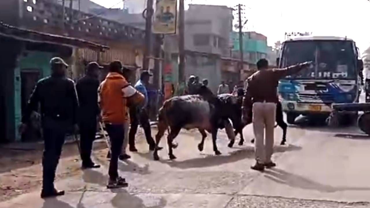 ভিডিয়ো: রাজ্য সড়কে ষাঁড়ের তুমুল লড়াই, দাবাং মুডে প্রাণের ঝুঁকি নিয়ে এগিয়ে গেলেন আইসি