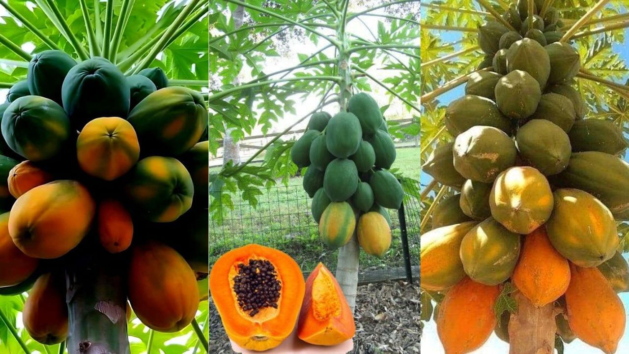 যাঁরা পেঁপের নাম শুনলেই নাক সিঁটকোন তাঁদের জন্য রইল এর উপকারিতা। এ বার জেনে নিন নিয়মিত পেঁপে খেলে কী উপকার পাবেন। (ছবি:Pinterest)