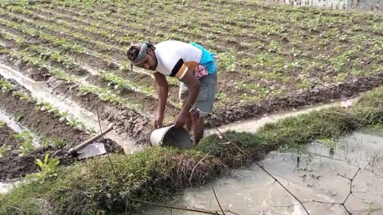 Potato Farmers: অসময়ের বৃষ্টিতে মাথায় হাত আলু চাষিদের, কৃষি দফতরের আশা খনার বচন ফলবে!