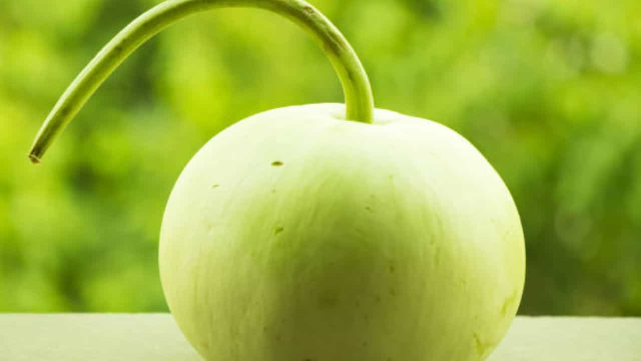 Best vegetable for health: করলার থেকে এই সবজির গুণাগুণ অনেক বেশি, রোজ খেলে কোলেস্টেরল থাকবে নিয়ন্ত্রণে অন্ত্রও ভাল থাকবে Best vegetable for health: করলার থেকে এই সবজির গুণাগুণ অনেক বেশি, রোজ খেলে কোলেস্টেরল থাকবে নিয়ন্ত্রণে অন্ত্রও ভাল থাকবে