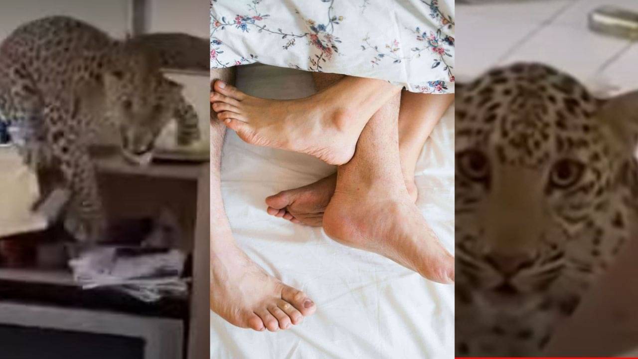 OYO Room: চাদরের তলায় তখন ওঁরা, হঠাৎ OYO-তে ঢুকে গেল চিতাবাঘ, তারপরই যা হল ভিডিয়োয় দেখুন...