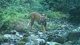 Tiger Sighting: বর্ষশেষে বক্সায় বাঘের দর্শন, শীতের সন্ধেয় গভীর জঙ্গলে ‘রয়্যাল’ চালচলন