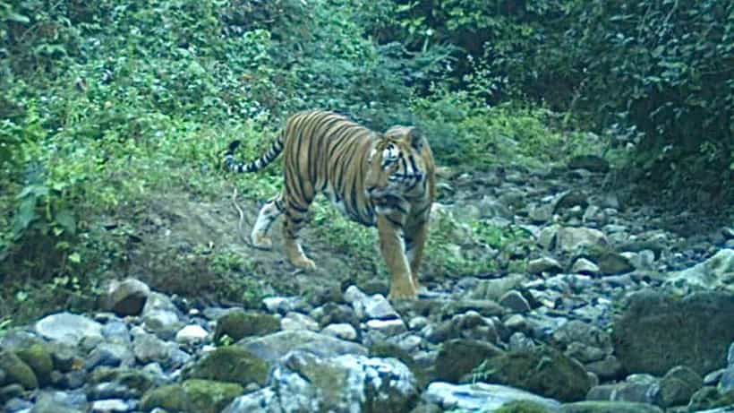 Tiger in Buxa: উত্তরে বাড়ছে দক্ষিণরায়? বক্সার জঙ্গলে ফের ক্যামেরাবন্দি বাঘ