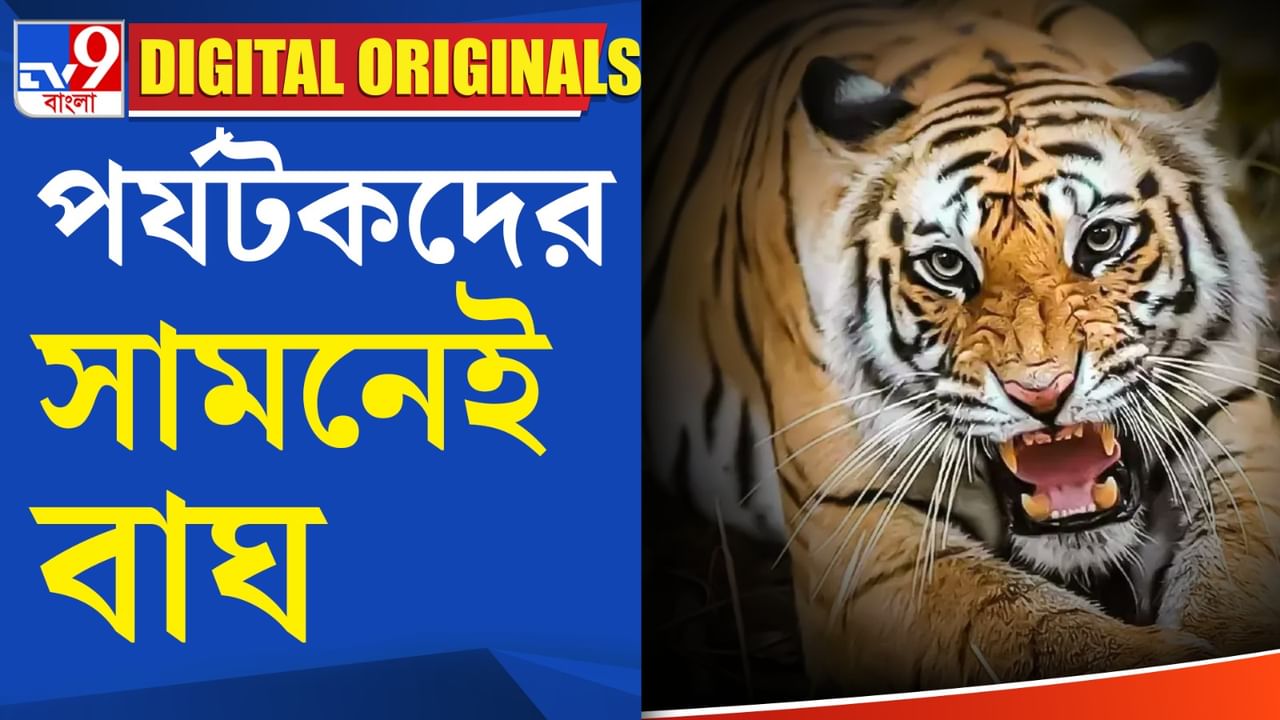 Sunderban Tiger News: নতুন বছরে বনে বাঘ!