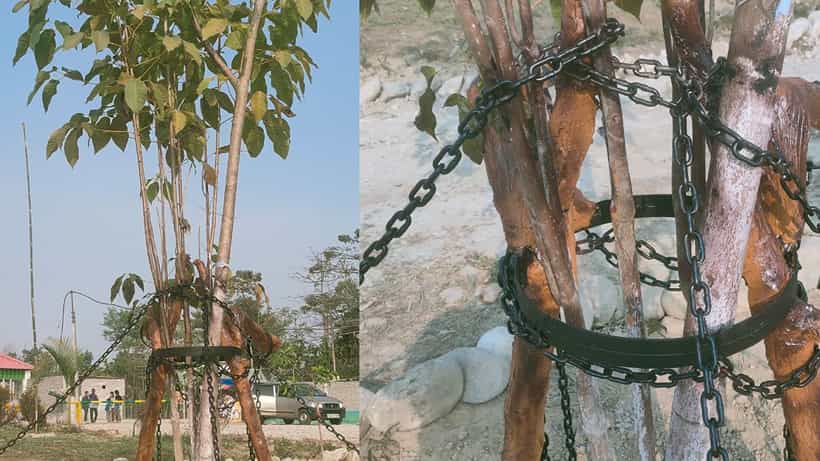 Arrest of Tree: গাছের বিচার করছে মানুষ! ‘খুনের’ দায়ে ১০০ বছরের শাস্তি