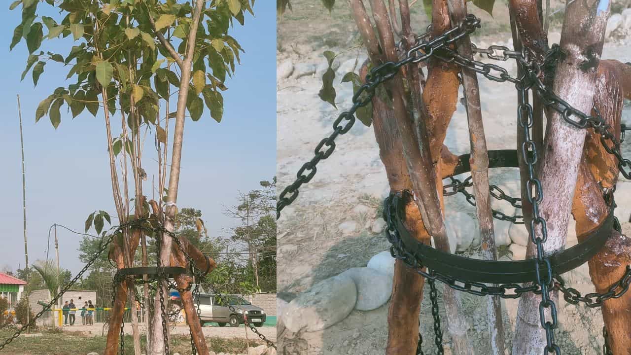 Arrest of Tree: গাছের বিচার করছে মানুষ! ‘খুনের’ দায়ে ১০০ বছরের শাস্তি Arrest of Tree: গাছের বিচার করছে মানুষ! ‘খুনের’ দায়ে ১০০ বছরের শাস্তি