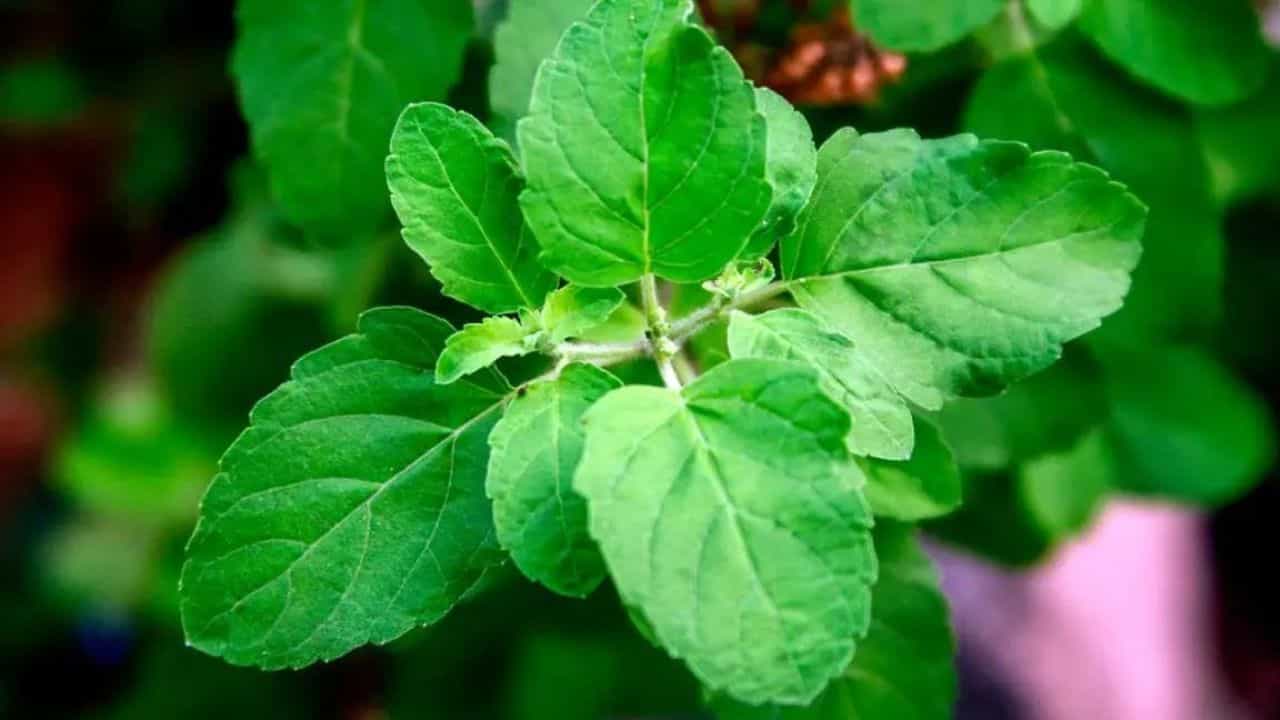 Tulsi Care in Winter: শীতের আবহেও তুলসী গাছ থাকবে চিরসবুজ! মন্ত্র নয়, মাথায় রাখুন এই টিপস Tulsi Care in Winter: শীতের আবহেও তুলসী গাছ থাকবে চিরসবুজ! মন্ত্র নয়, মাথায় রাখুন এই টিপস