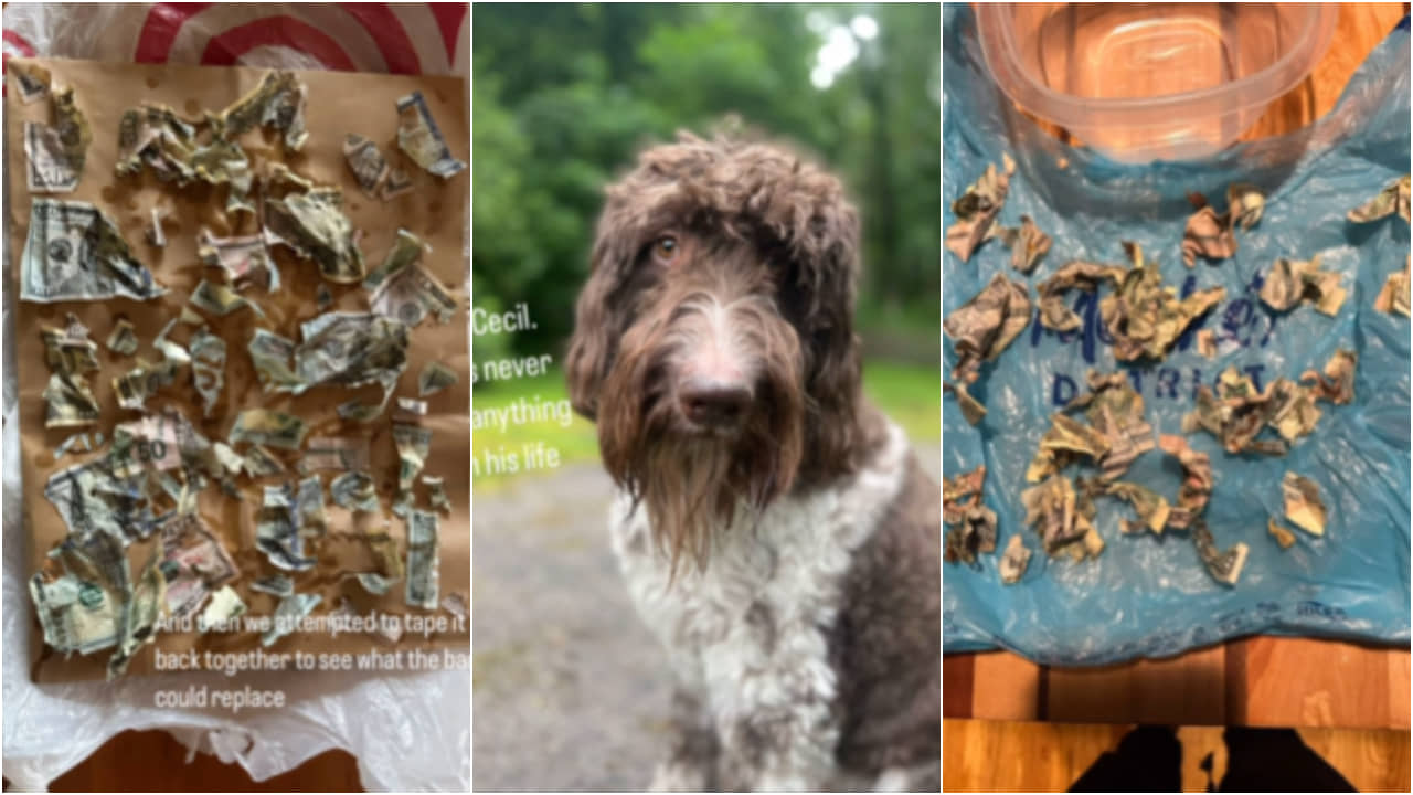 USA: খুব বাজে গন্ধ..., পোষ্যের মল ঘেঁটে বের হল ৩ লক্ষ টাকা