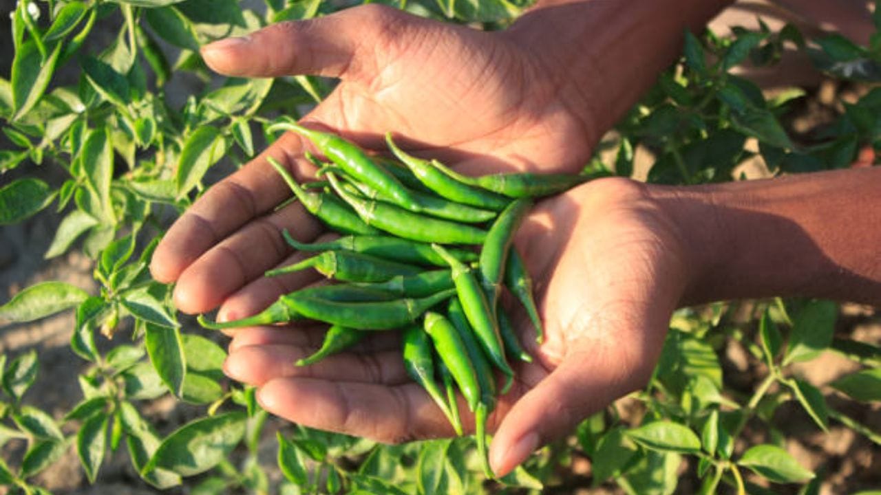 গরম ভাতে এই কারি মেখে খেতে লাগে দারুন। ভাবছেন এ আবার কেমন রান্না, কী করেই বা খাবেন! তাই আপনার জন্য রইল মজাদার এই রেসিপি। এক বাটি ভাত নিমেষে শেষ হয়ে যাবে। কাঁচালঙ্কা খুব ভাল করে ধুয়ে বোঁটা ছাড়িয়ে নিন। ১০০ গ্রাম মত নেবেন। সরু লম্বা লঙ্কাতেই সবচেয়ে ভাল হয় এই তরকারি 