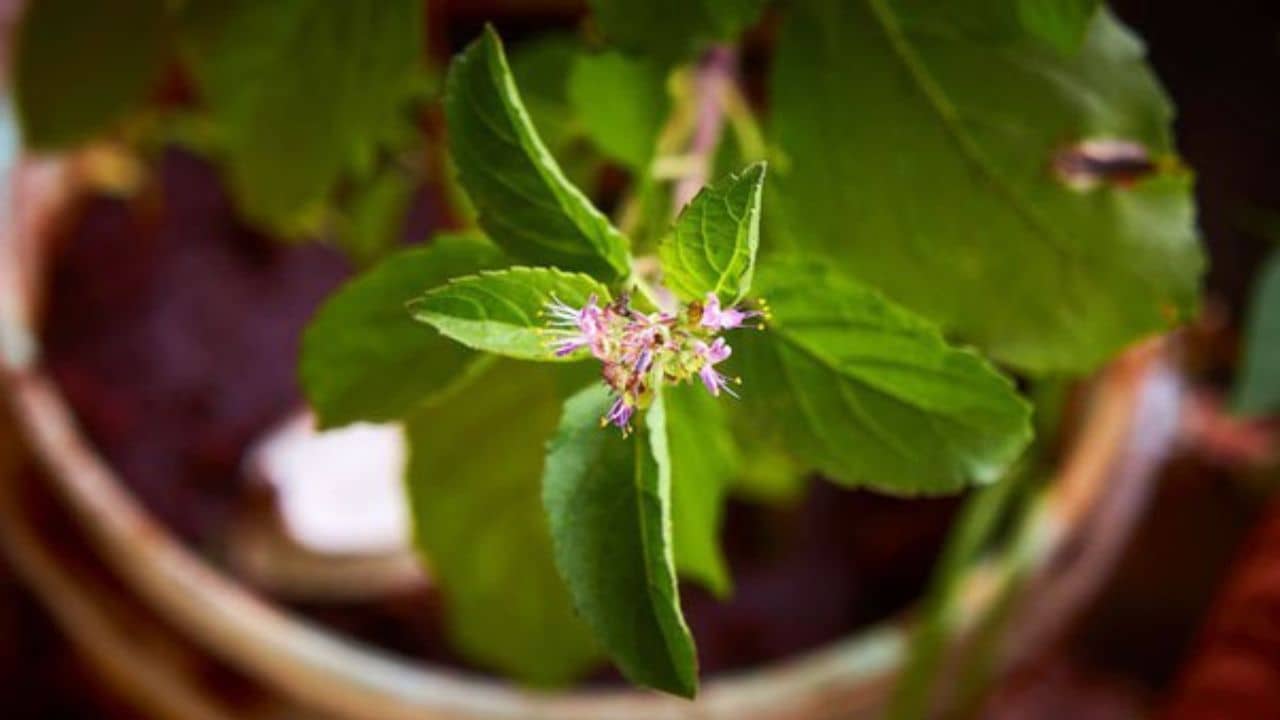 Tulsi Vastu Tips: তুলসী গাছ শুকিয়ে কাঠ হয়ে গিয়েছে? সাবধান, অশুভ লক্ষণগুলি জেনে নিন