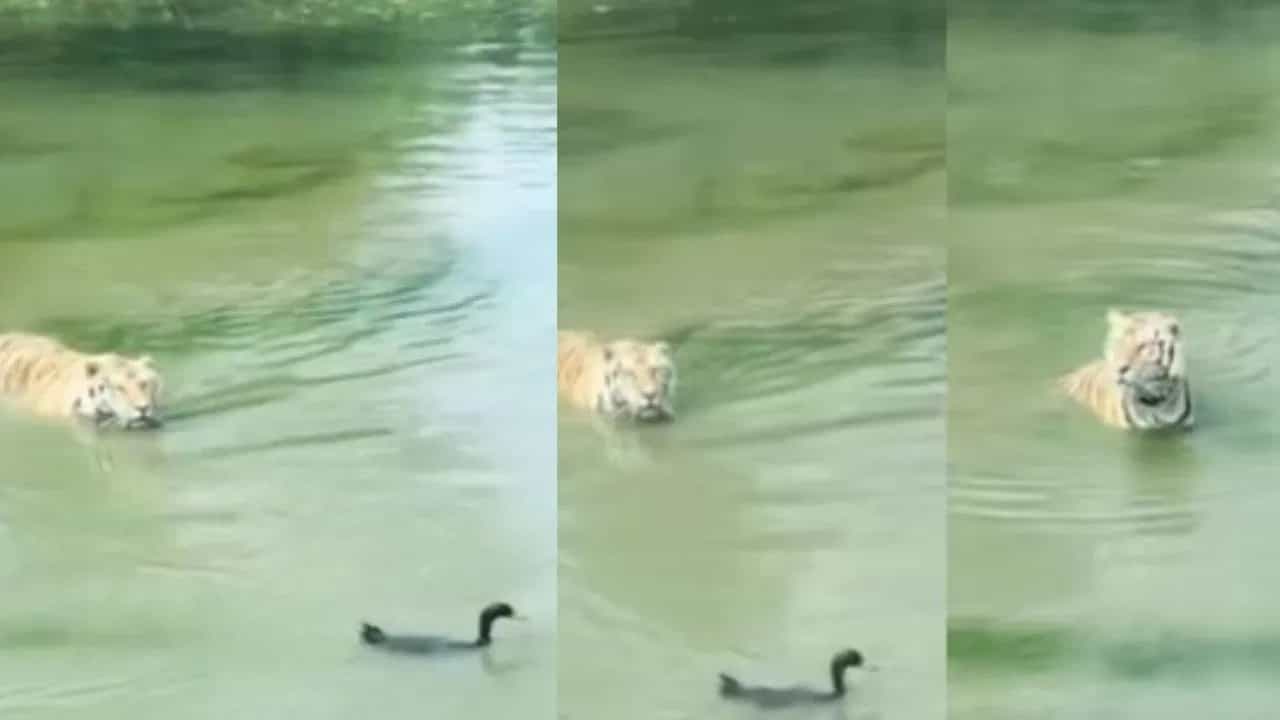 সামনে দক্ষিণরায়, এক ডুবেই বাঁচল প্রাণ সামনে দক্ষিণরায়, এক ডুবেই বাঁচল প্রাণ