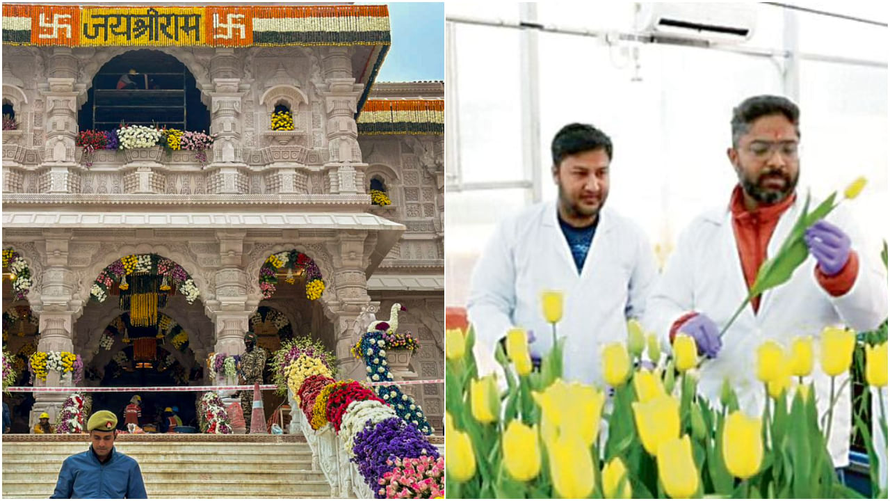 Ram Mandir Pran Pratishtha: রামলালার জন্য বসন্তের টিউলিপ জানুয়ারিতেই ফোটালেন বিজ্ঞানীরা