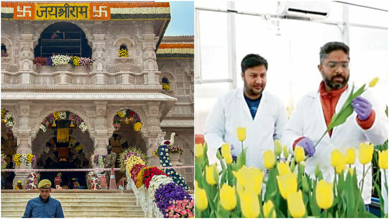 Ram Mandir Pran Pratishtha: রামলালার জন্য বসন্তের টিউলিপ জানুয়ারিতেই ফোটালেন বিজ্ঞানীরা Ram Mandir Pran Pratishtha: রামলালার জন্য বসন্তের টিউলিপ জানুয়ারিতেই ফোটালেন বিজ্ঞানীরা