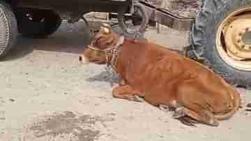 Cow in Malda: সরকারি গরু কার? চুরির অভিযোগ তুলে তৃণমূলের মধ্যে চরম চুলোচুলি