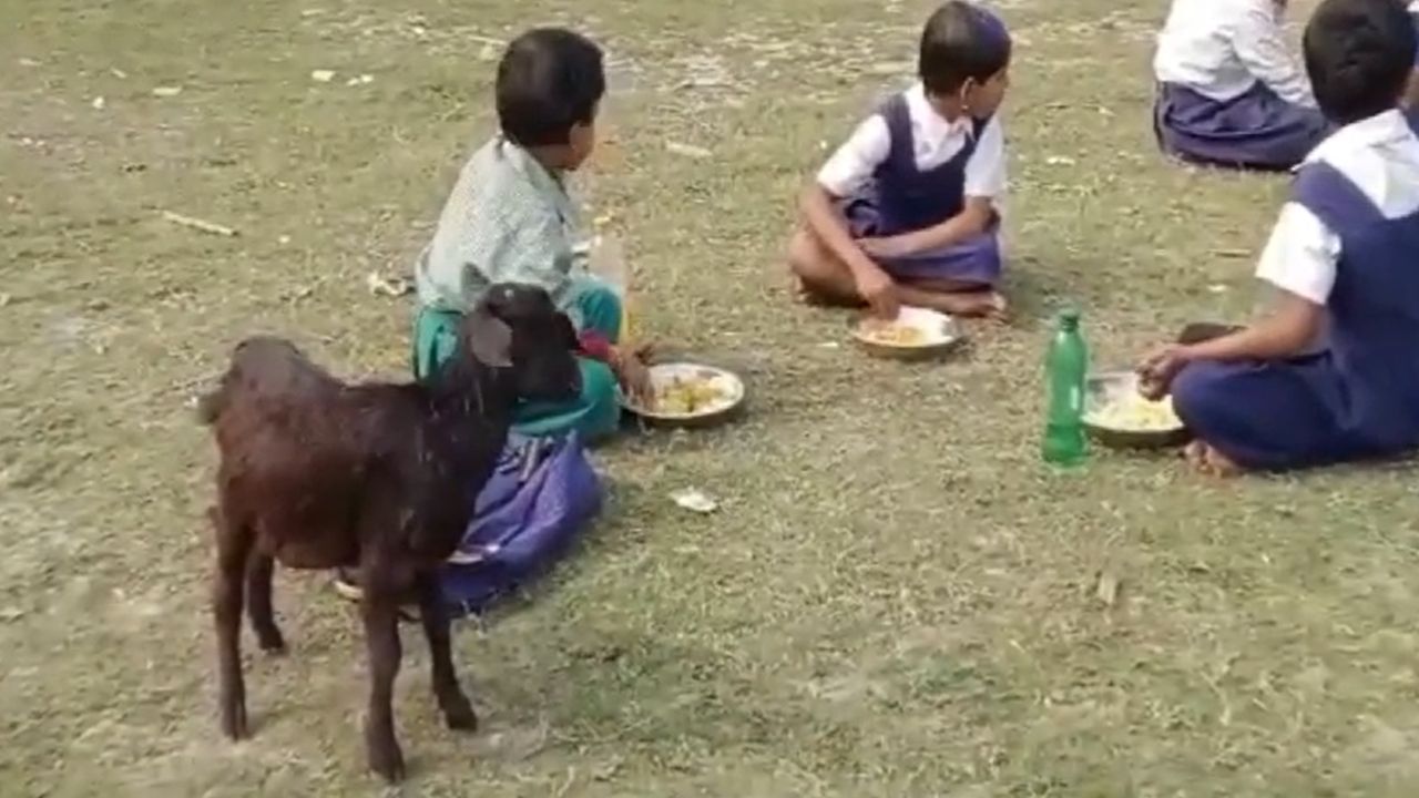 Mid Day Meal: মিড ডে মিলের থালার পাশেই বসে থাকে কুকুর-ছাগল, ছাদ জোটেনি ৩ বছরেও