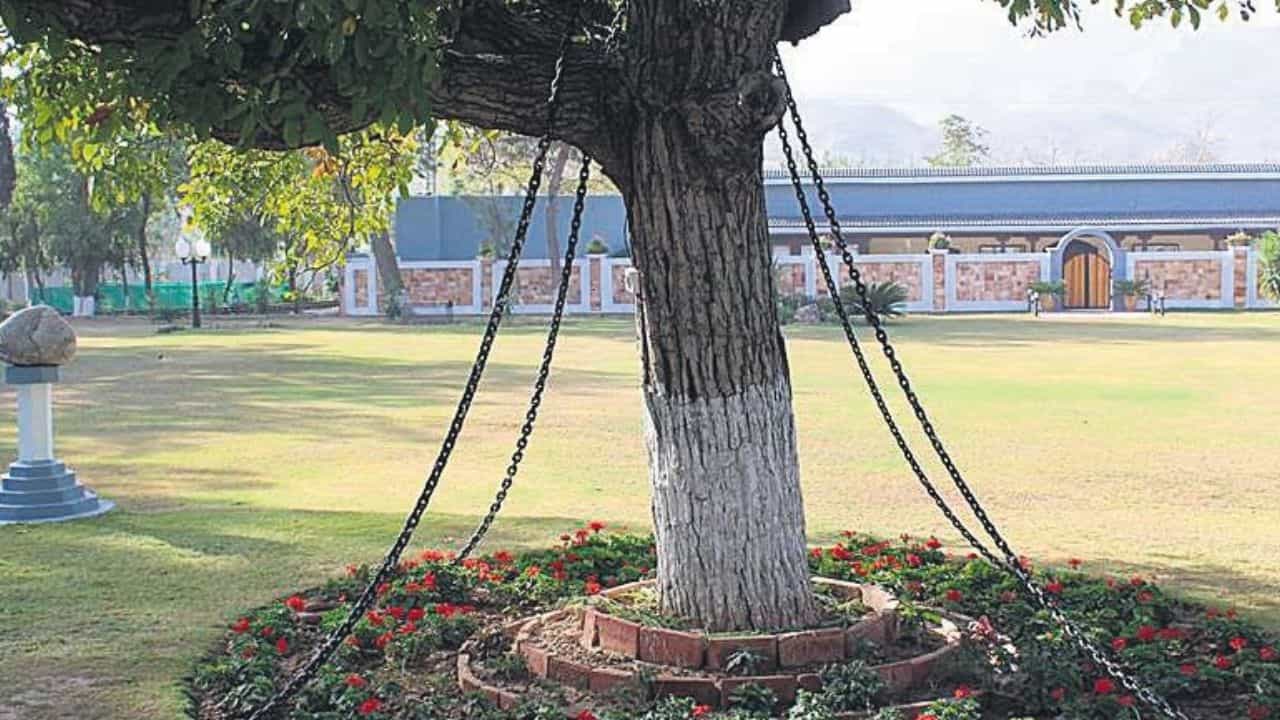 Pakistan Banyan Tree: পাকিস্তানে ১২৫ বছর ধরে 'গ্রেফতার' এই বটগাছ, কী অপরাধে জানেন? Pakistan Banyan Tree: পাকিস্তানে ১২৫ বছর ধরে 'গ্রেফতার' এই বটগাছ, কী অপরাধে জানেন?