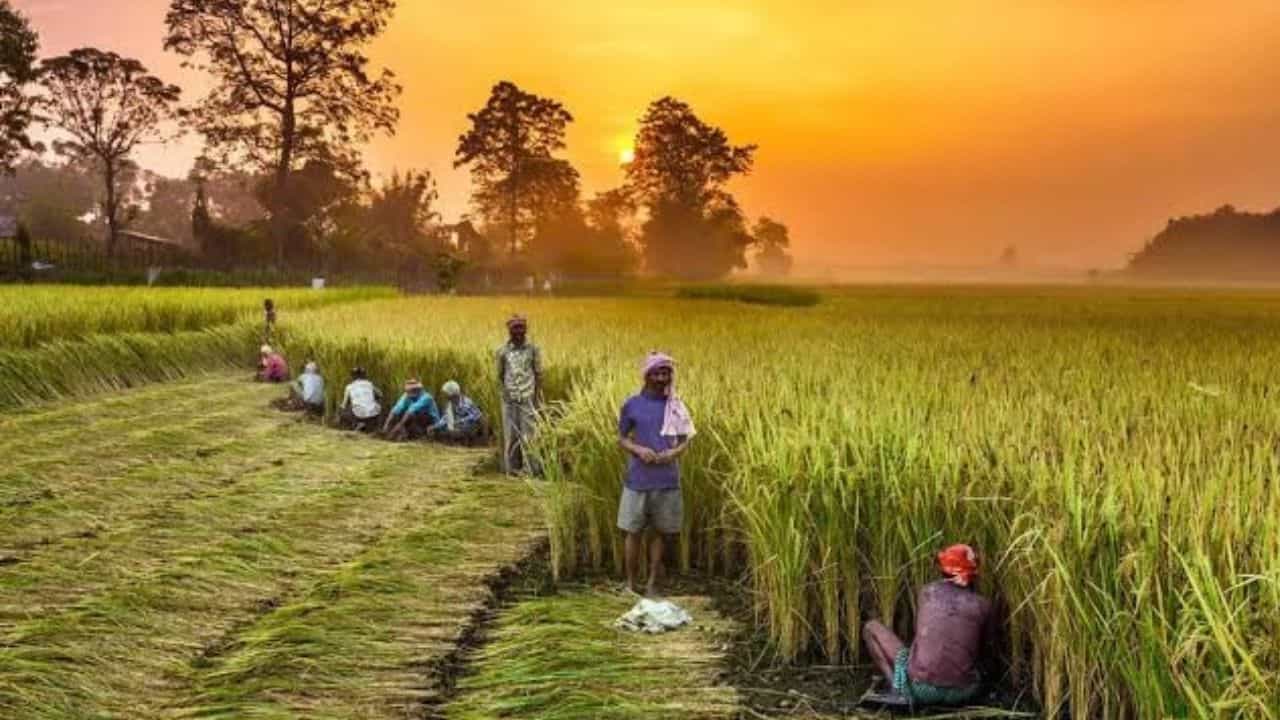 Budget Expectations 2024: টাকা নাকি বিমা? বাজেট থেকে এবার কী কী প্রত্যাশা করছেন কৃষকেরা? Budget Expectations 2024: টাকা নাকি বিমা? বাজেট থেকে এবার কী কী প্রত্যাশা করছেন কৃষকেরা?