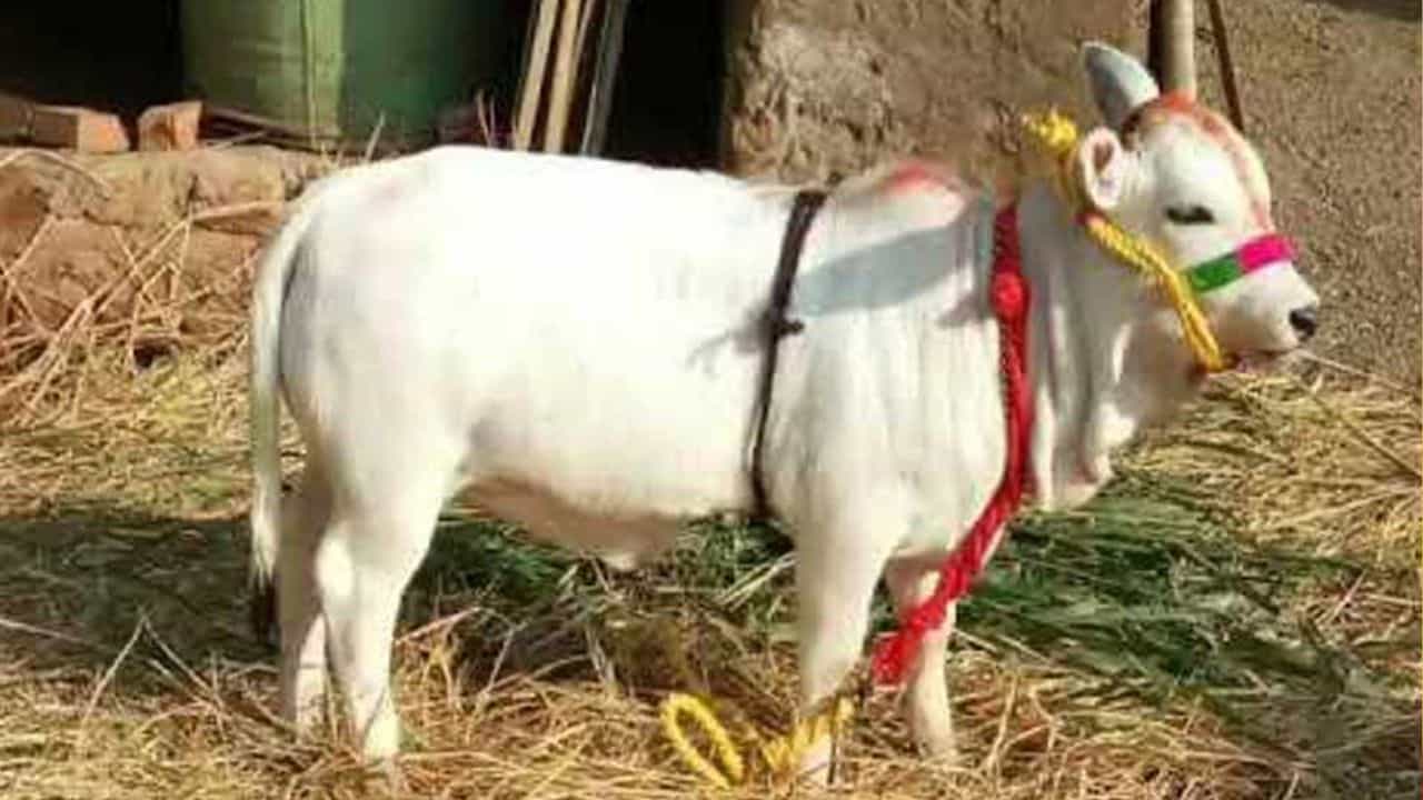 গরু প্রজাতির মধ্যে অন্যতম হল পুঙ্গানুর গরু। বিশেষ এই প্রজাতির গরু দেখতে যেমন আলাদা, তেমনই বিশেষ কতকগুলি বৈশিষ্ট্য রয়েছে।