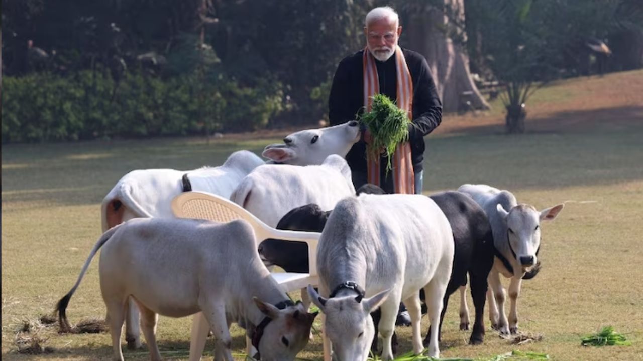 পুঙ্গানুর প্রজাতির গরু বর্তমানে বিলুপ্তির পথে। মকর সংক্রান্তির প্রাক্কালে বিলুপ্তপ্রায় এই প্রজাতির গরুকেই খাবার খাওয়ালেন প্রধানমন্ত্রী নরেন্দ্র মোদী।