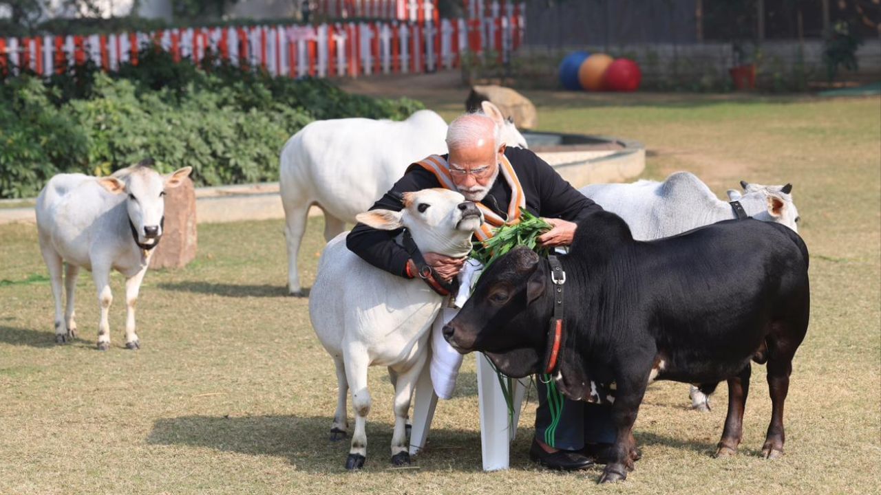 প্রধানমন্ত্রী নরেন্দ্র মোদী দিল্লির বাসভবনেই নিজের হাতে পুঙ্গানুর প্রজাতির গরুদের খাবার খাওয়ান। 