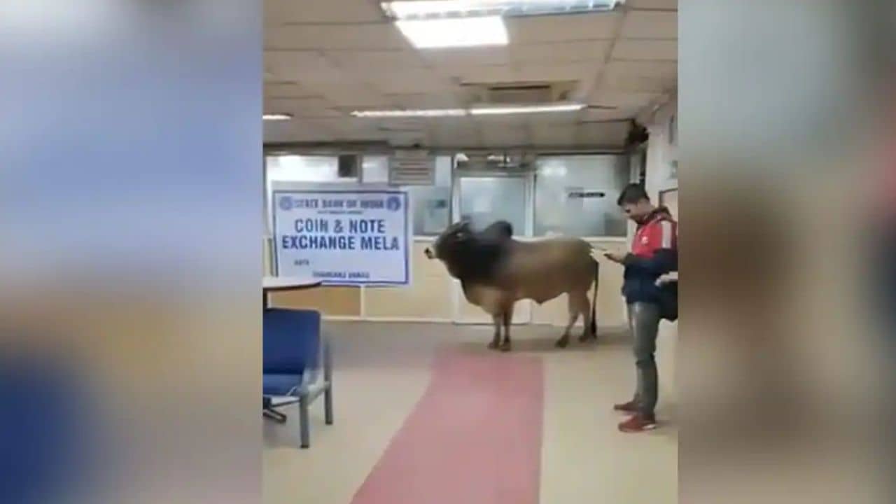 Video: ব্যাঙ্কের ক্যাশ কাউন্টারে দাঁড়িয়ে ষাঁড়! দেখুন ভিডিয়ো