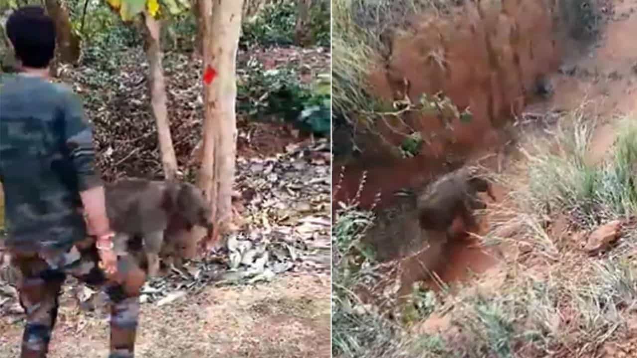 VIDEO: হন হন করে মায়ের কাছে দৌড় পুঁচকে হাতির, তার আগে ঘটিয়েছে এক কাণ্ড VIDEO: হন হন করে মায়ের কাছে দৌড় পুঁচকে হাতির, তার আগে ঘটিয়েছে এক কাণ্ড