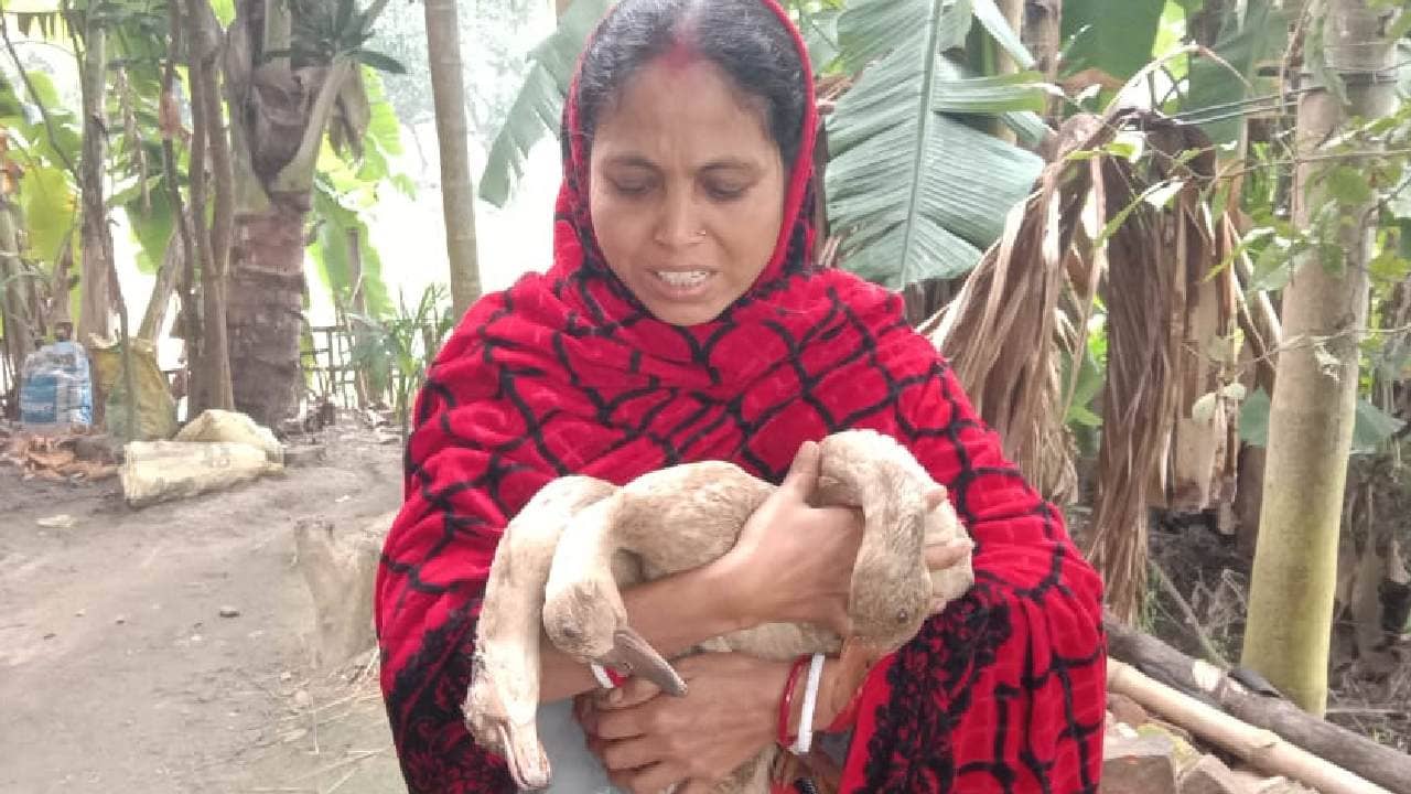 Duck Autopsy: হাঁসের ময়নাতদন্ত করাতে পাঁচদিন ধরে শুধু ছুটে বেড়ালেন মহিলা, দেহ আসছে কলকাতায়