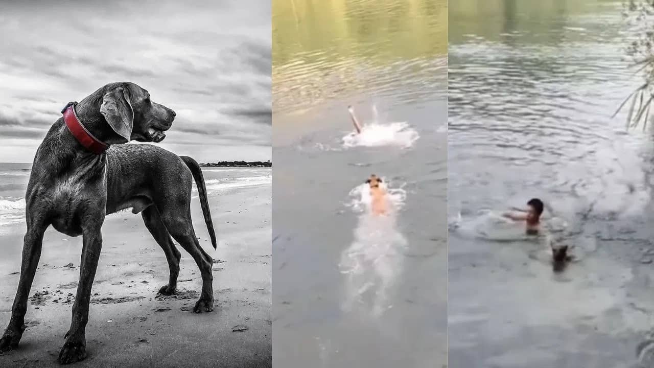 ঠিক যেন সিনেমা, নিজের জীবন বাজি রেখে জলে ঝাঁপ দিয়ে মালিকের প্রাণ বাঁচাল কুকুর