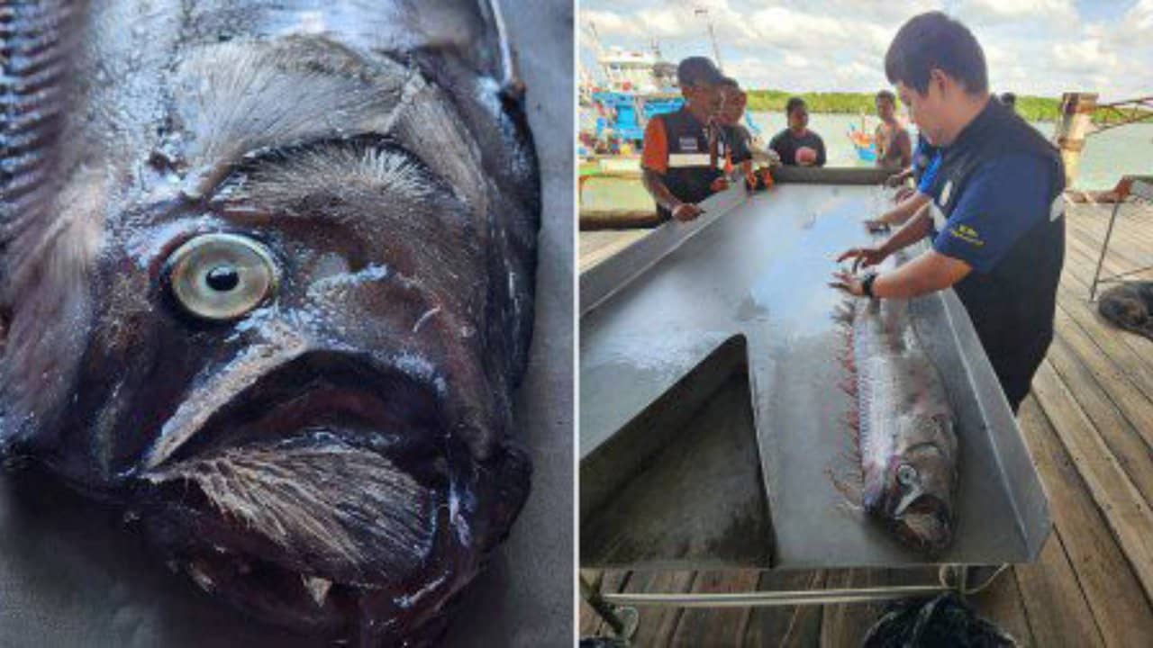 Earthquake Fish: আন্দামান সাগরে ভূমিকম্প মাছ, চরম বিপর্যয়ের আতঙ্কে কাঁপছে থাইল্যান্ড