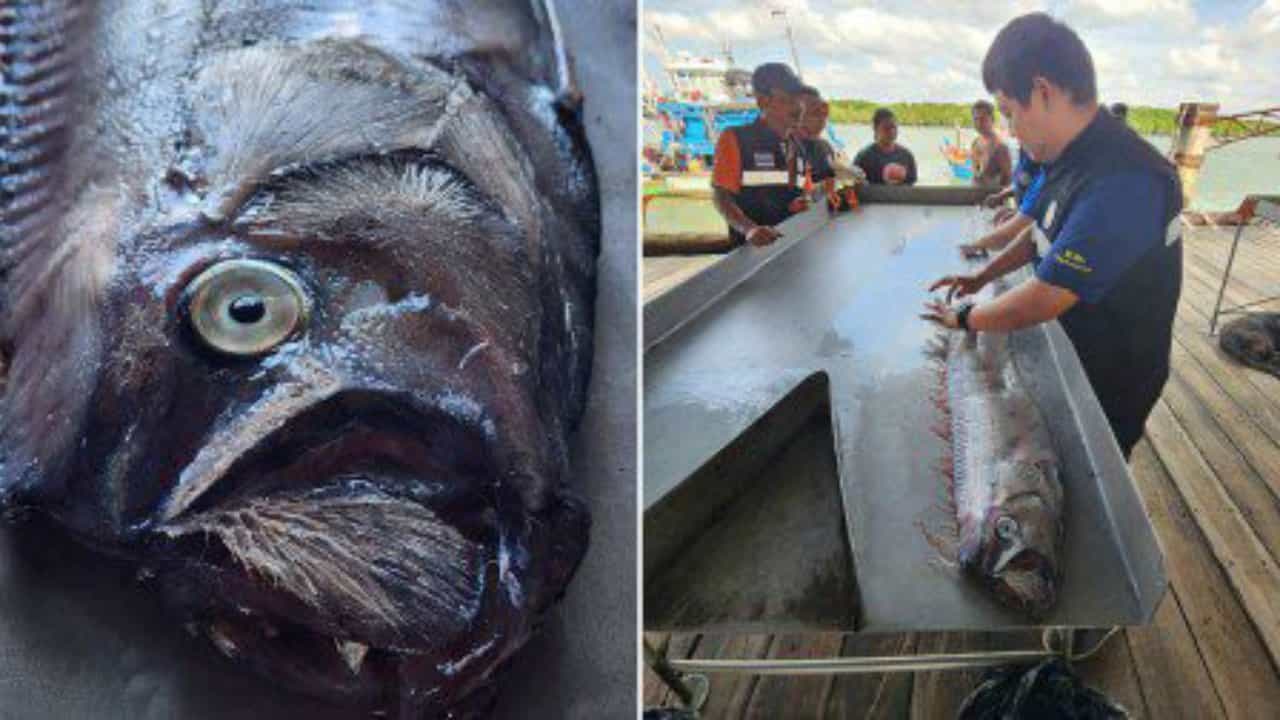 Earthquake Fish: আন্দামান সাগরে 'ভূমিকম্প মাছ', চরম বিপর্যয়ের আতঙ্কে কাঁপছে থাইল্যান্ড Earthquake Fish: আন্দামান সাগরে 'ভূমিকম্প মাছ', চরম বিপর্যয়ের আতঙ্কে কাঁপছে থাইল্যান্ড
