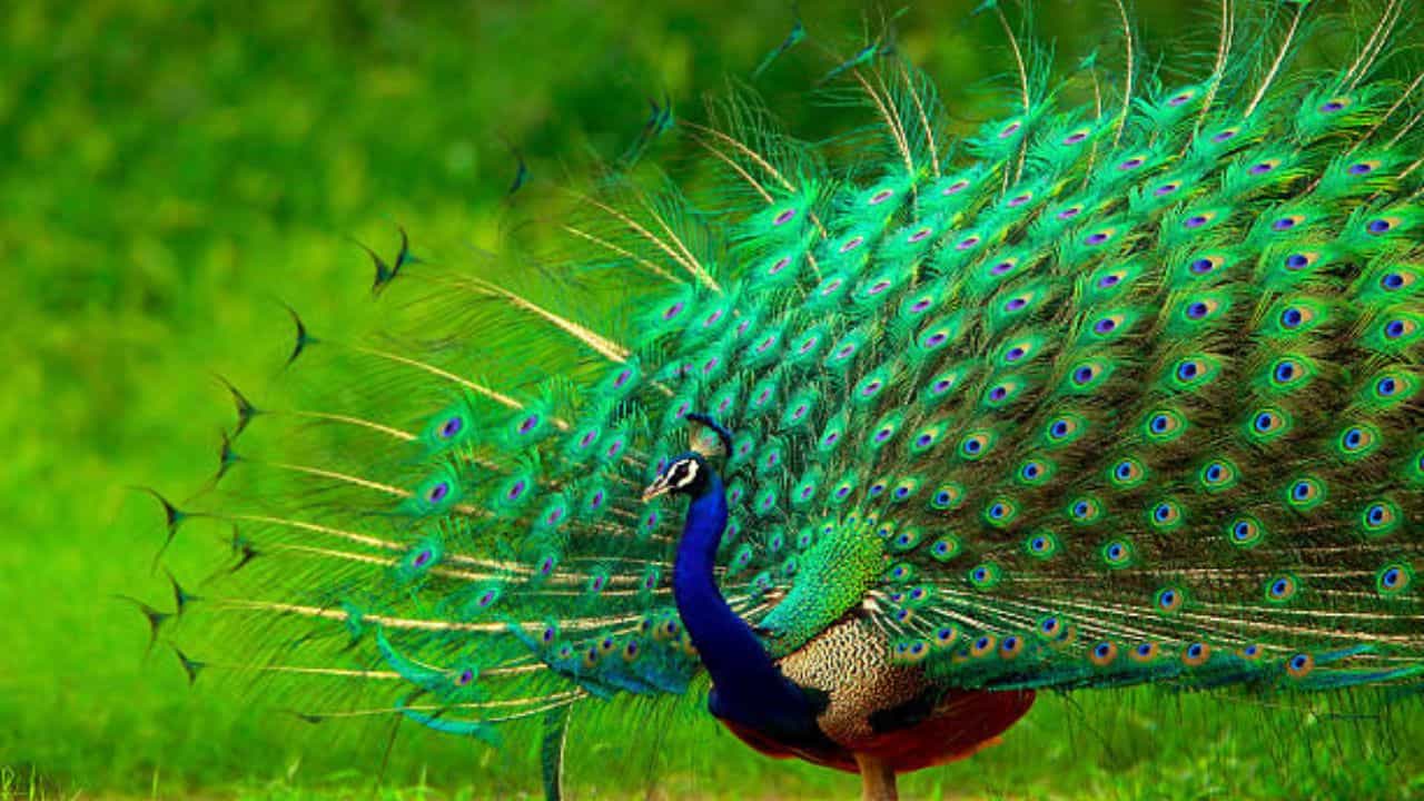 Peacock in Your Dream: স্বপ্নের মধ্যে ময়ূর পেখম তুলে নাচছে! শুভ না অশুভের ইঙ্গিত? Peacock in Your Dream: স্বপ্নের মধ্যে ময়ূর পেখম তুলে নাচছে! শুভ না অশুভের ইঙ্গিত?